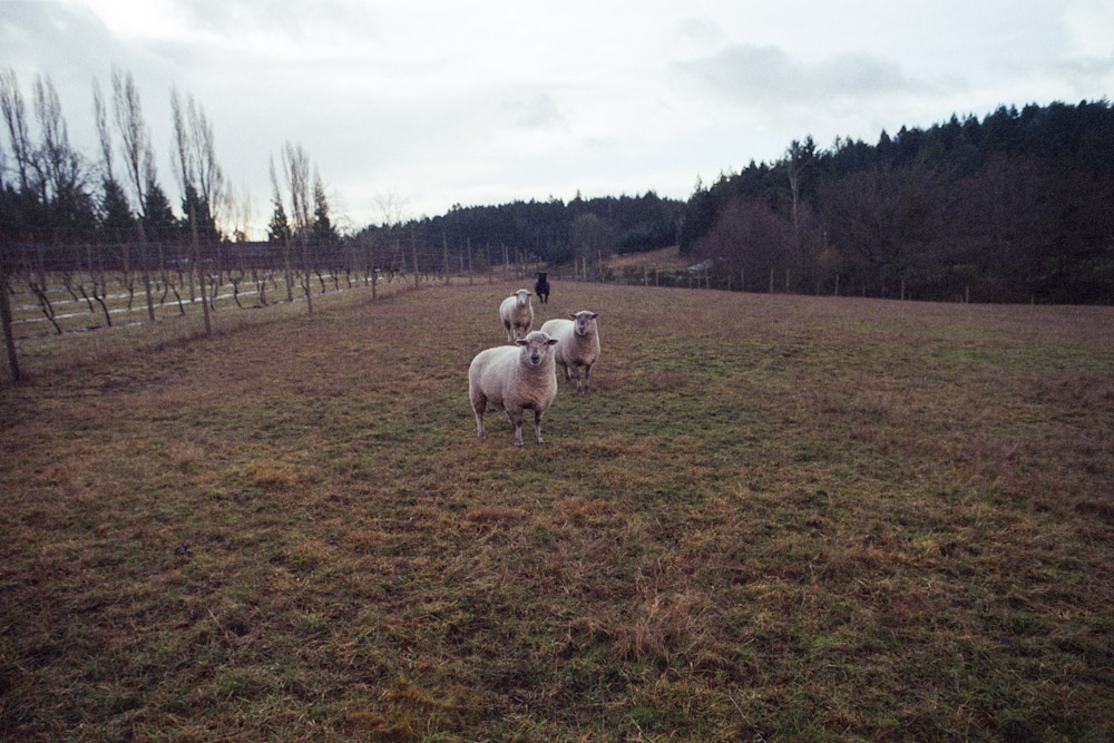 A photograph by Ali Bosworth titled 20080111_02_02 in the project Spring 2008