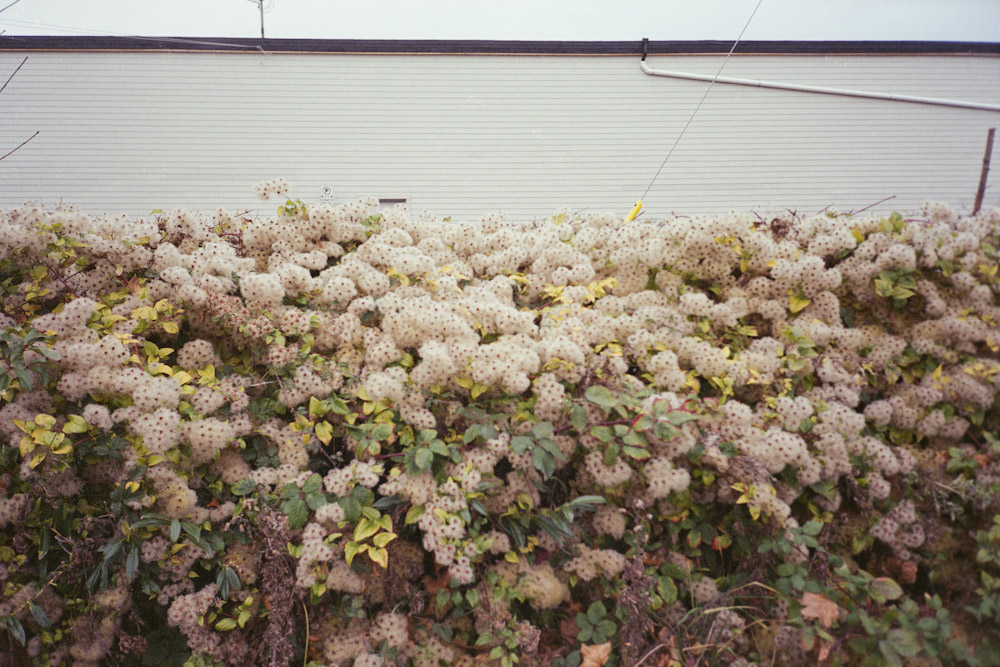 A photograph by Ali Bosworth titled 20091123_01_36_rescan in the project Fall 2009