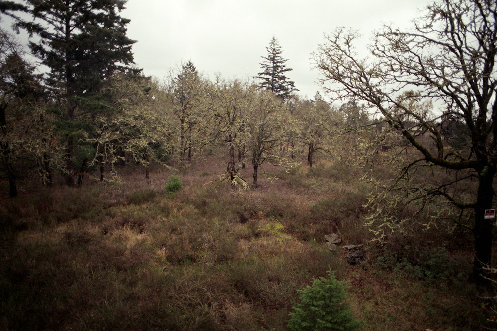 A photograph by Ali Bosworth titled 20091201_01_22 in the project Fall 2009