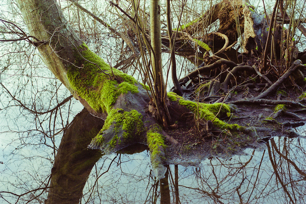 A photograph by Ali Bosworth titled 20110322_02_29_rescan2 in the project Spring 2011