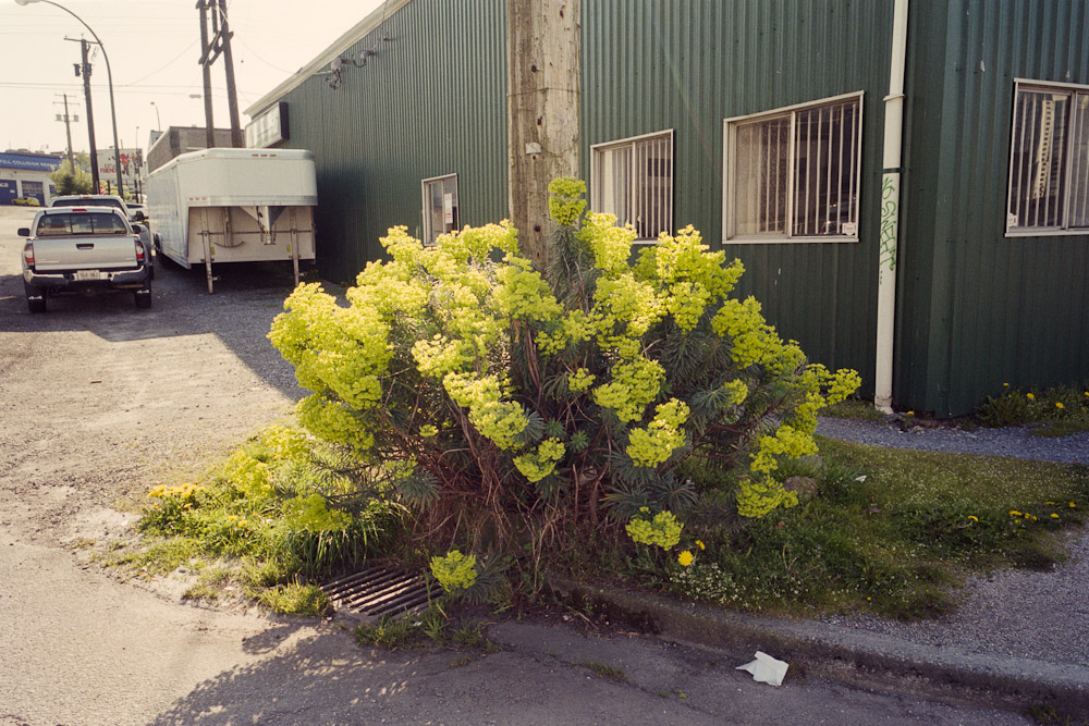 A photograph by Ali Bosworth titled 20110501_03_26_rescan in the project Spring 2011
